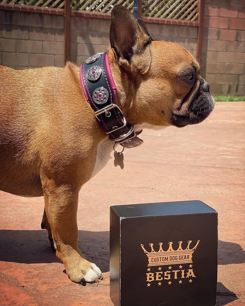 all dogs products all cats products all small animal products
