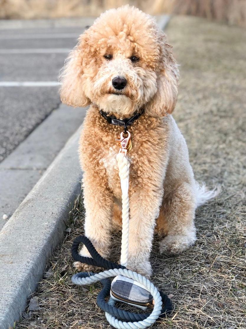 all dogs products all cats products all small animal products