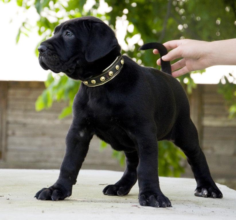 all dogs products all cats products all small animal products