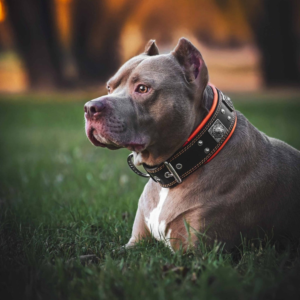 all dogs products all cats products all small animal products
