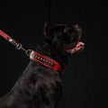 all dogs products all cats products all small animal products