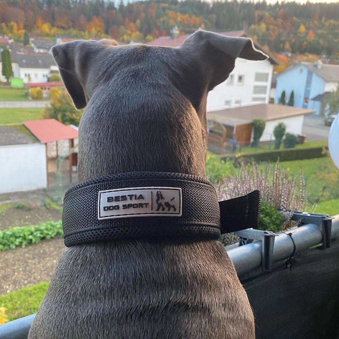 all dogs products all cats products all small animal products