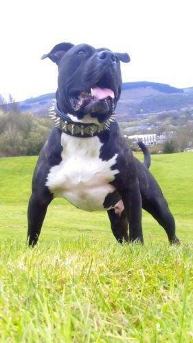all dogs products all cats products all small animal products