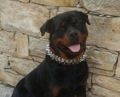 all dogs products all cats products all small animal products