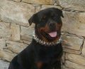 all dogs products all cats products all small animal products