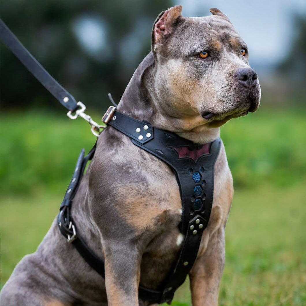 all dogs products all cats products all small animal products