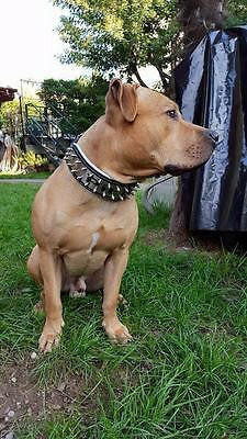 all dogs products all cats products all small animal products