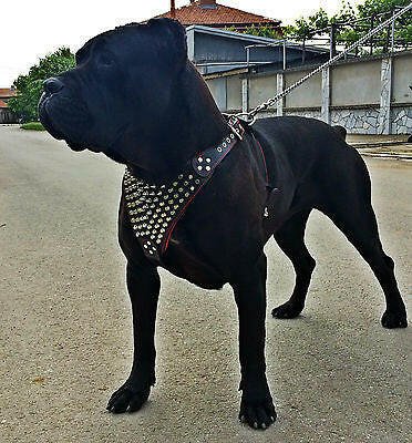 all dogs products all cats products all small animal products