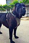 all dogs products all cats products all small animal products