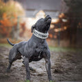 all dogs products all cats products all small animal products