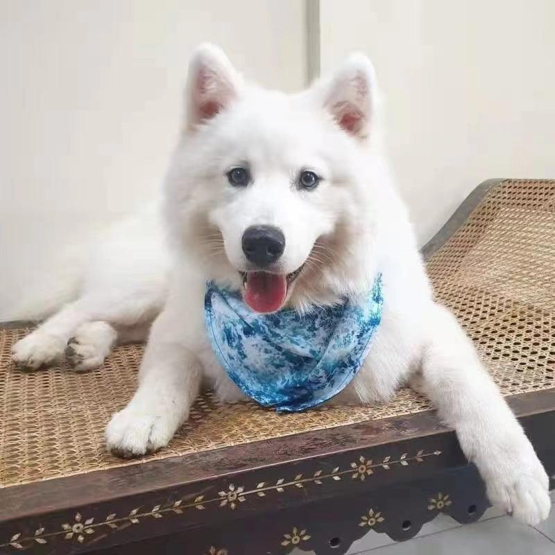 all dogs products all cats products all small animal products