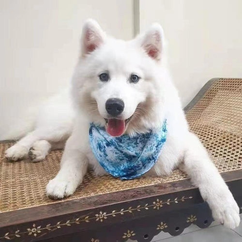 all dogs products all cats products all small animal products