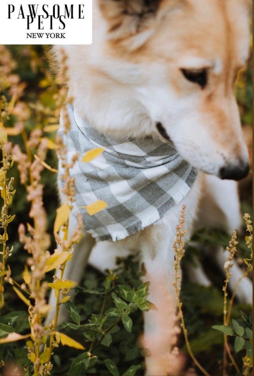 all dogs products all cats products all small animal products
