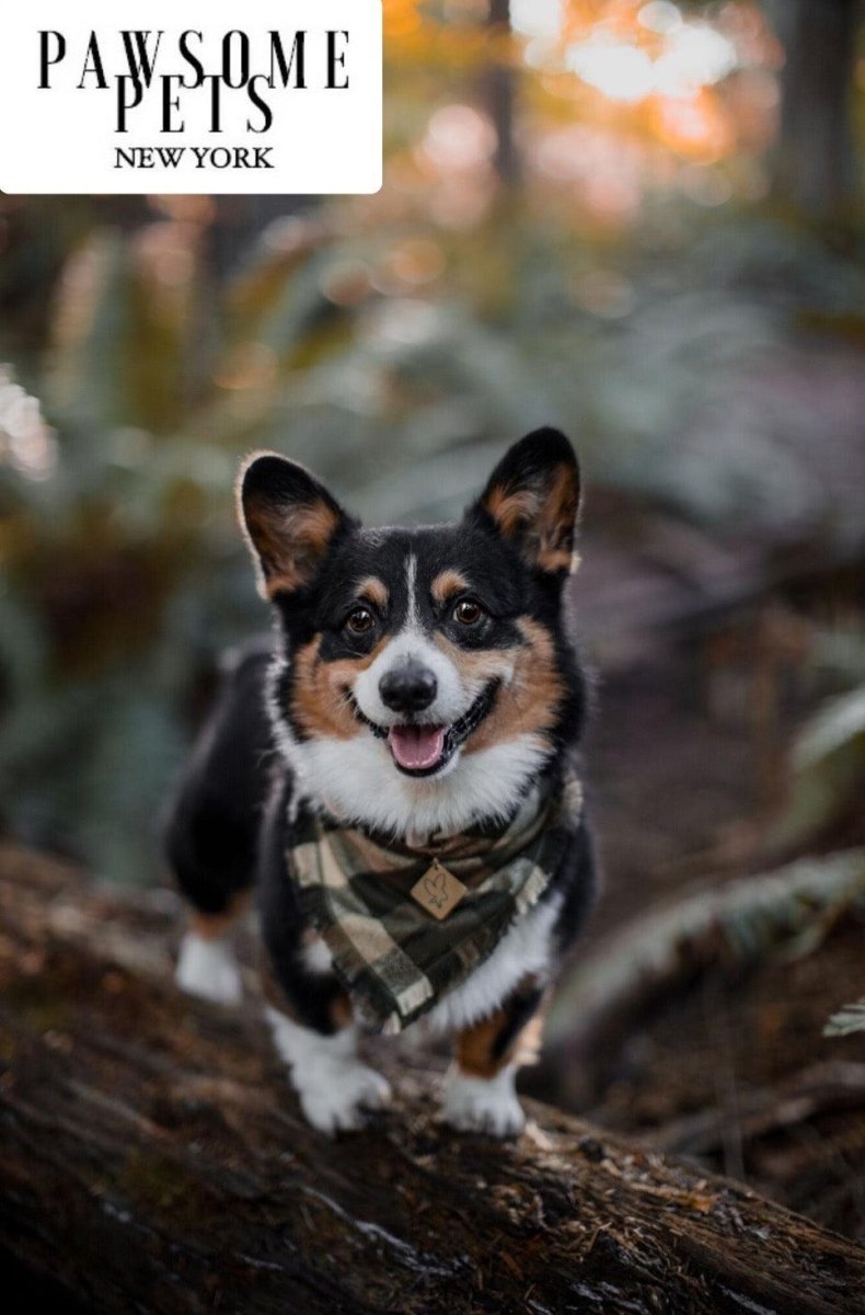 all dogs products all cats products all small animal products