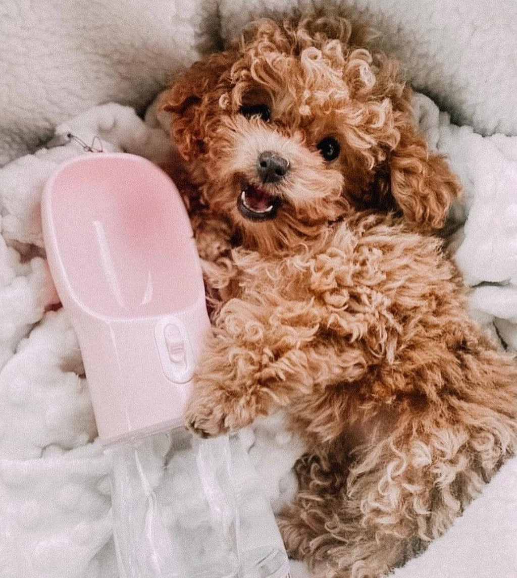 all dogs products all cats products all small animal products