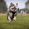 all dogs products all cats products all small animal products