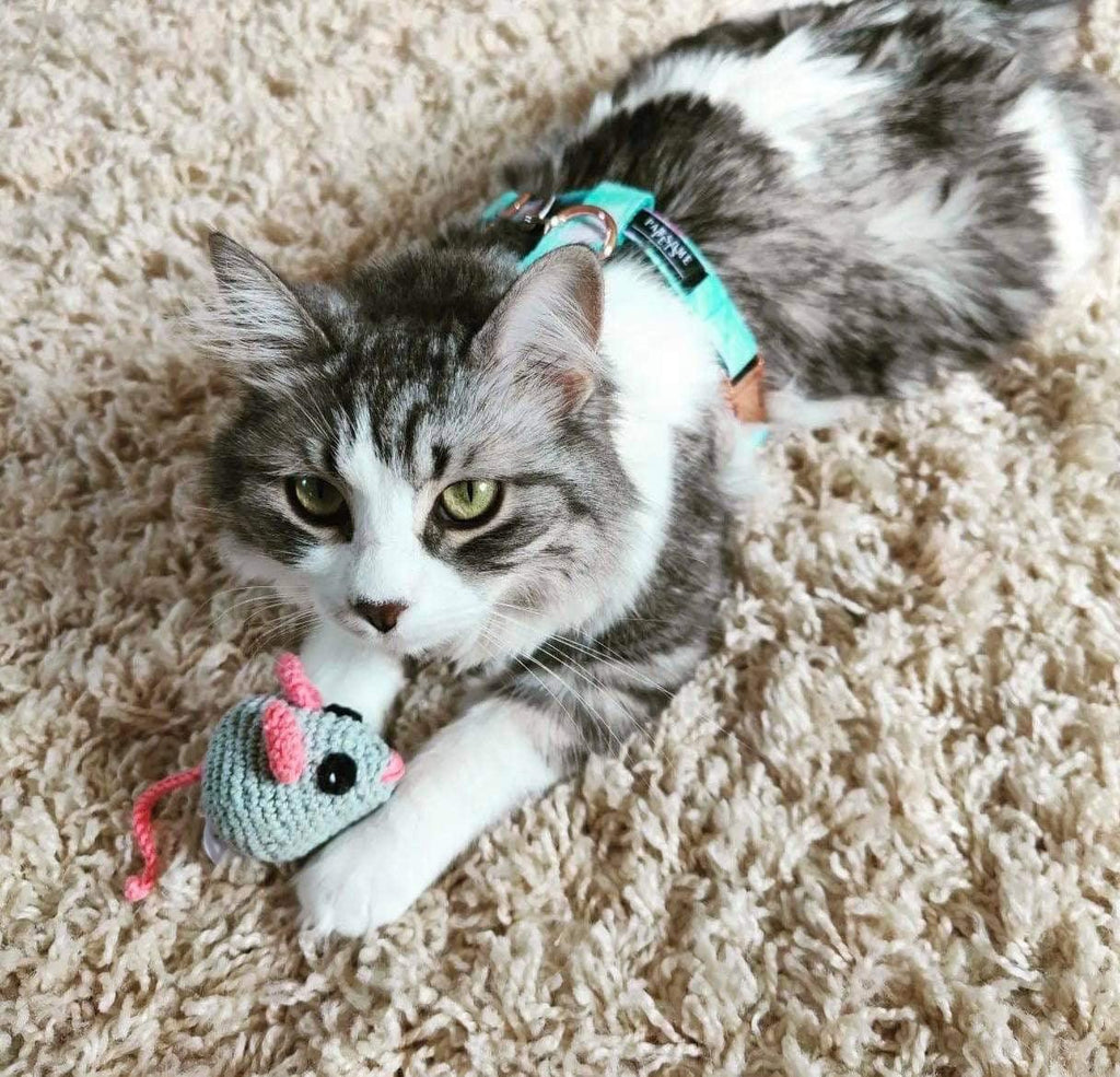 all dogs products all cats products all small animal products