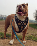 all dogs products all cats products all small animal products