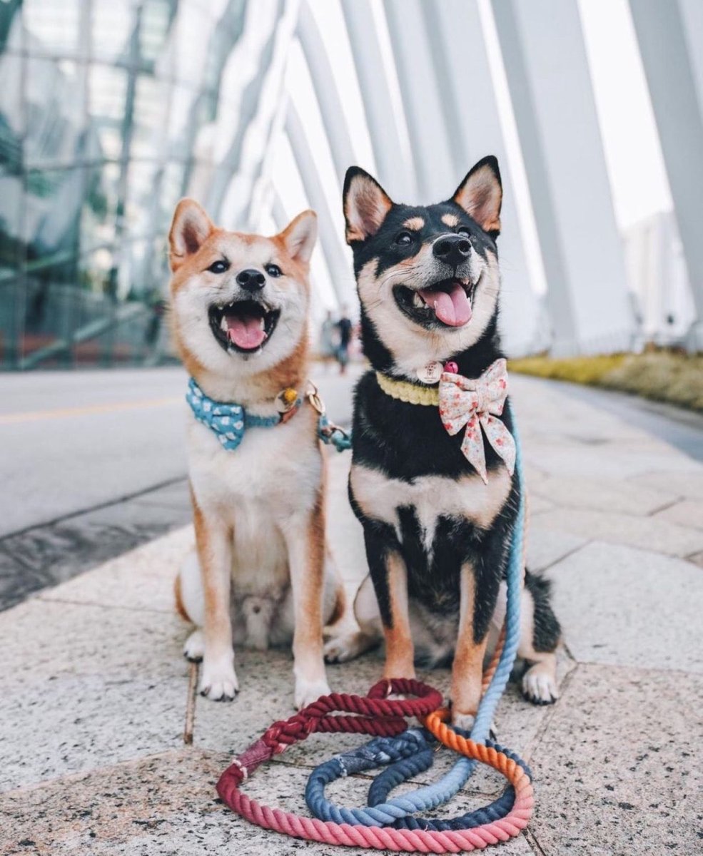 all dogs products all cats products all small animal products
