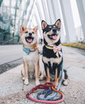 all dogs products all cats products all small animal products