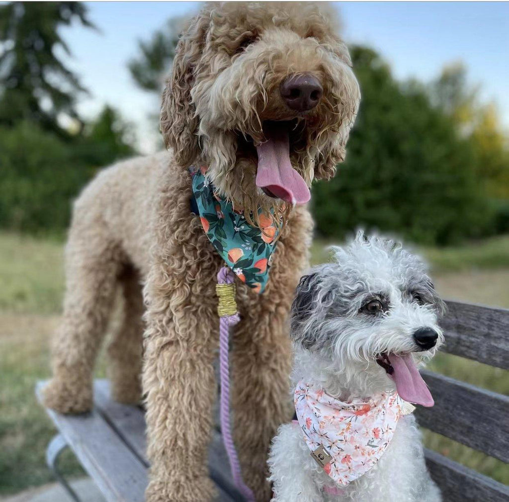 all dogs products all cats products all small animal products
