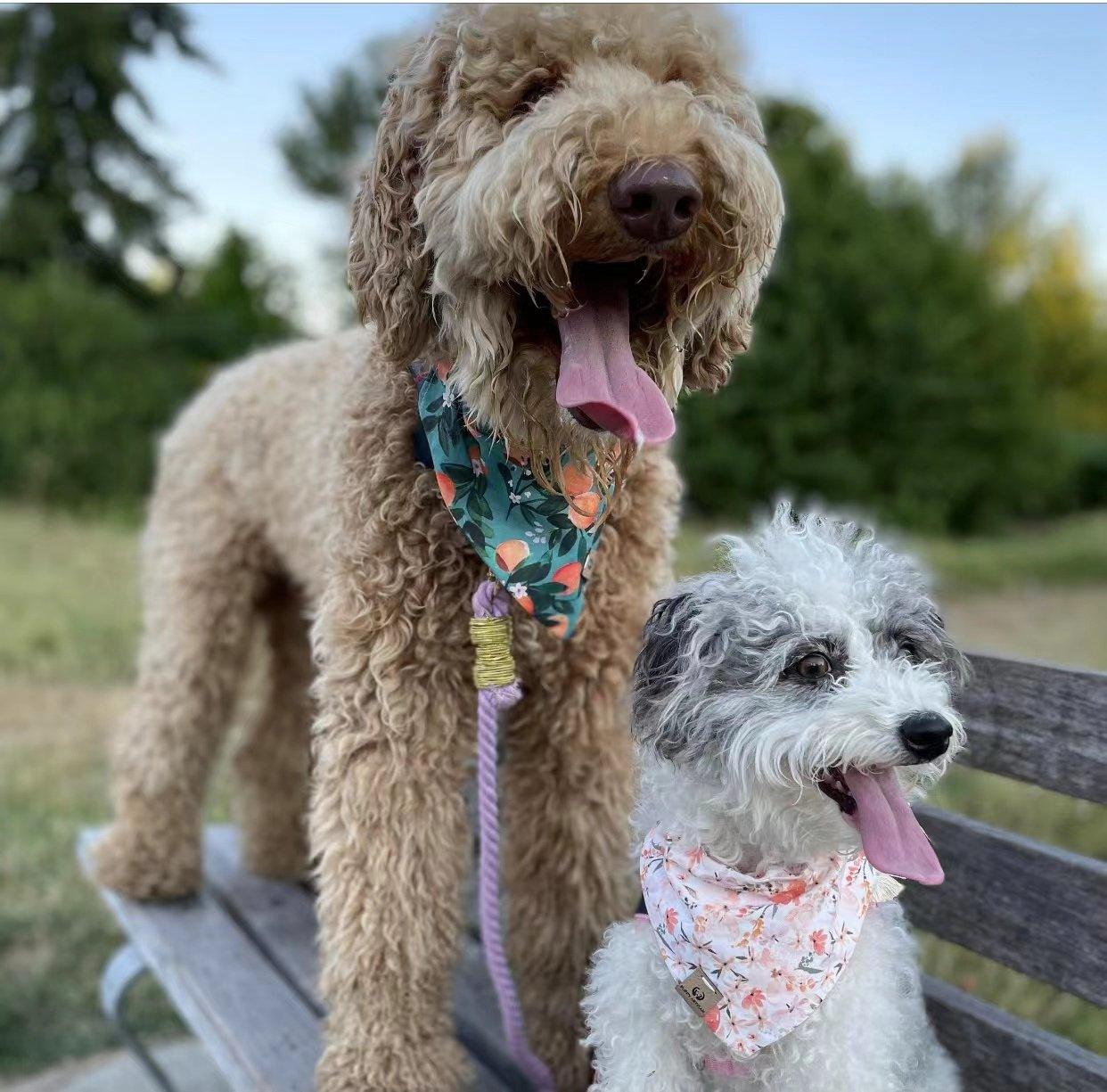 all dogs products all cats products all small animal products