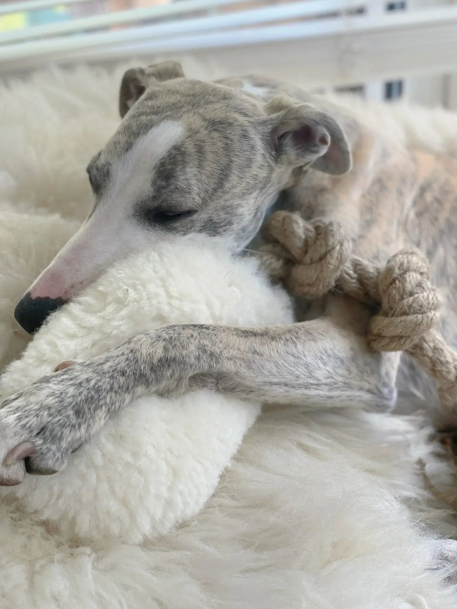 all dogs products all cats products all small animal products