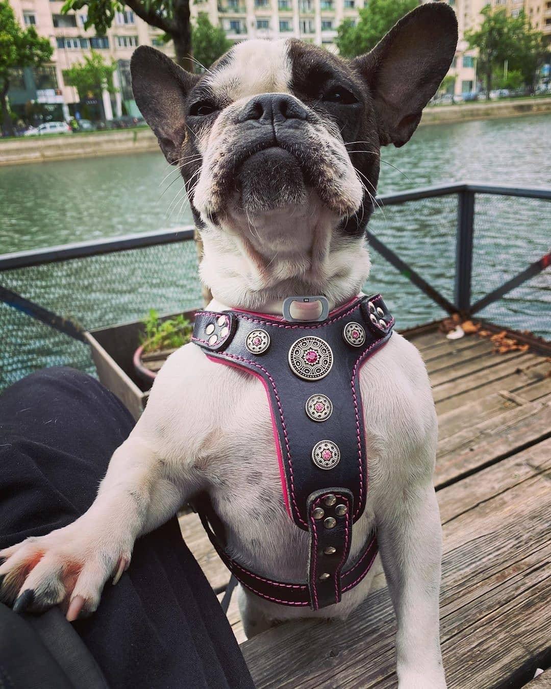 all dogs products all cats products all small animal products