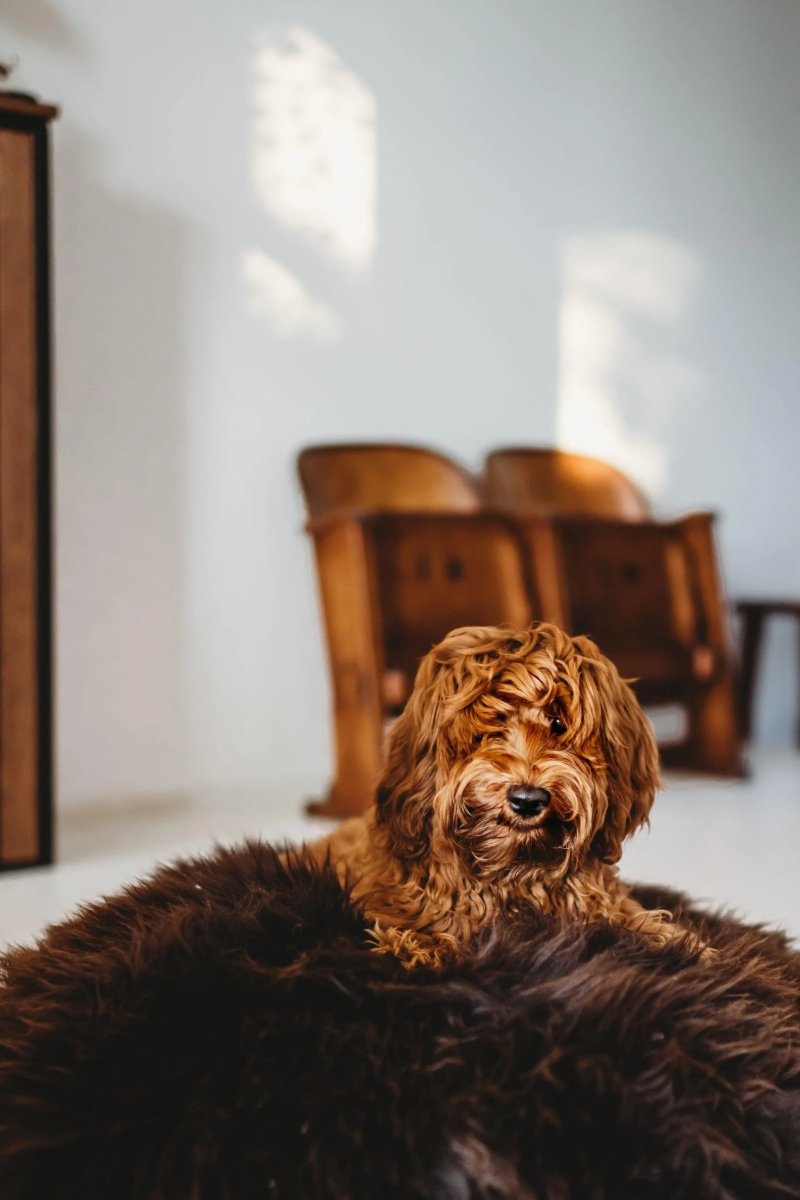 all dogs products all cats products all small animal products