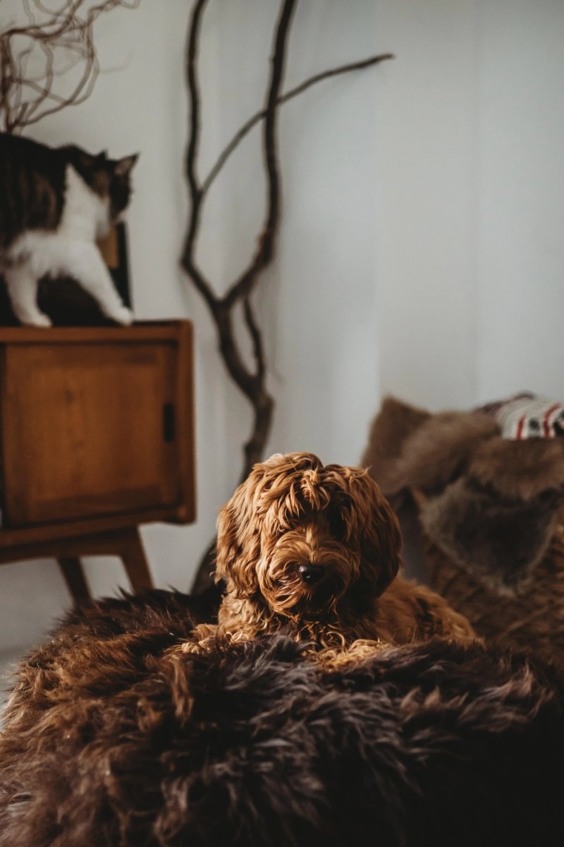 all dogs products all cats products all small animal products