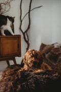 all dogs products all cats products all small animal products