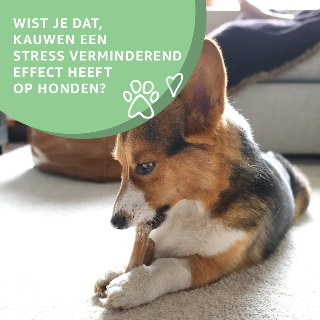 Bullepezen