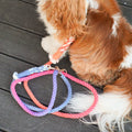 all dogs products all cats products all small animal products