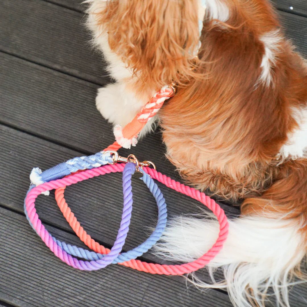 all dogs products all cats products all small animal products