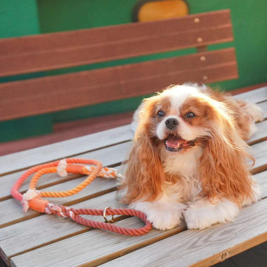 all dogs products all cats products all small animal products