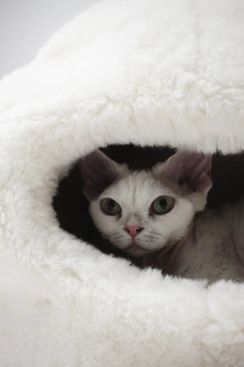 all dogs products all cats products all small animal products