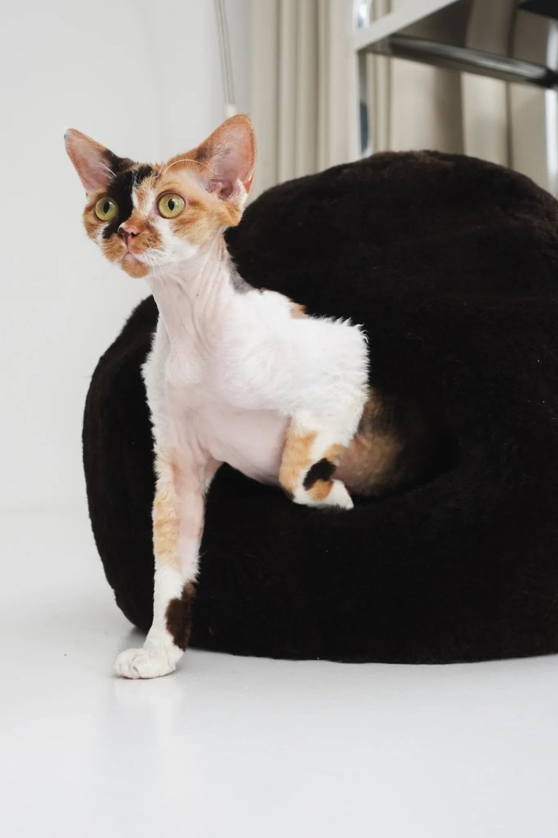 all dogs products all cats products all small animal products