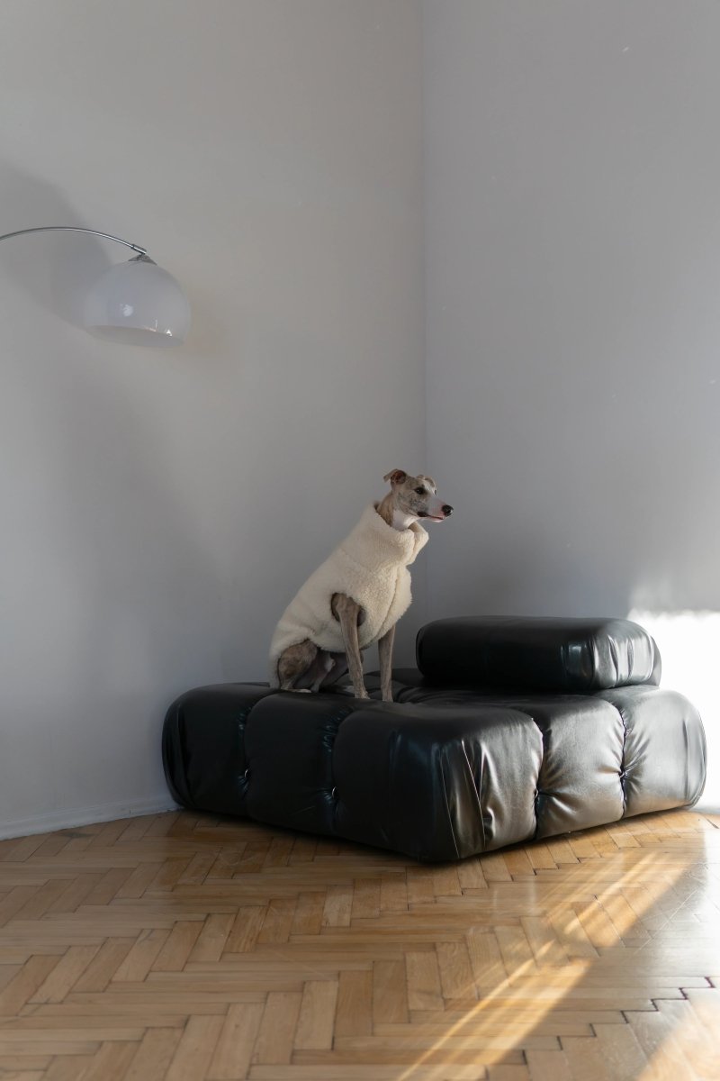 all dogs products all cats products all small animal products
