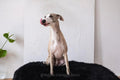 all dogs products all cats products all small animal products