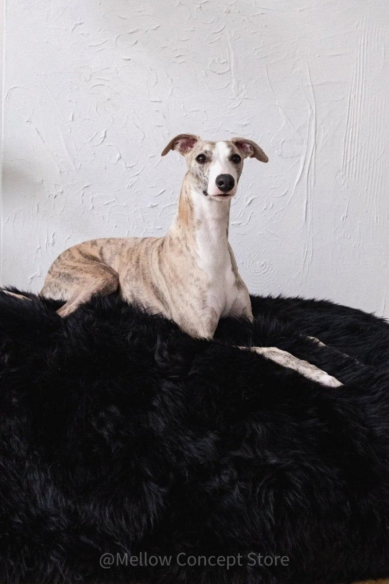 all dogs products all cats products all small animal products