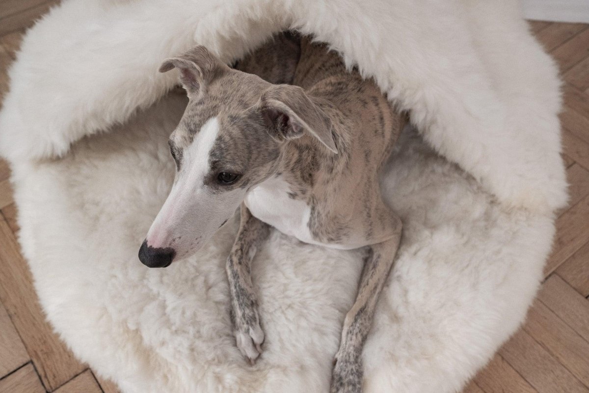 all dogs products all cats products all small animal products