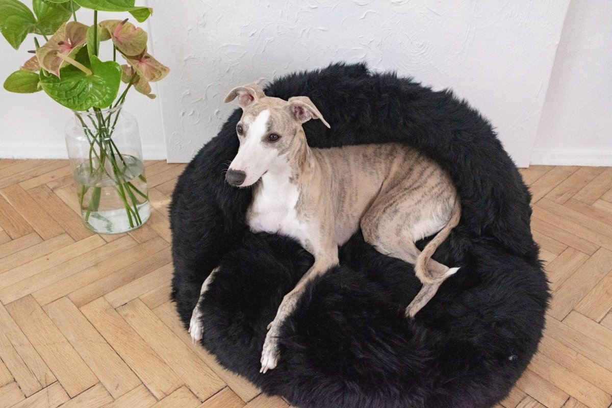 all dogs products all cats products all small animal products