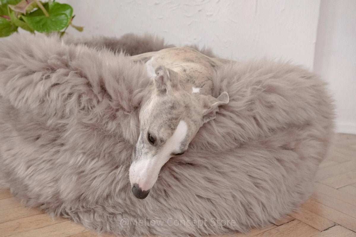 all dogs products all cats products all small animal products