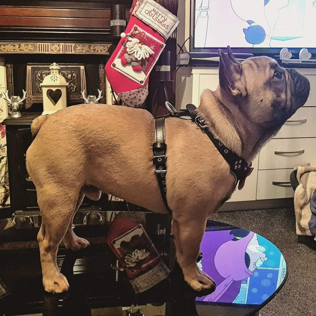 all dogs products all cats products all small animal products