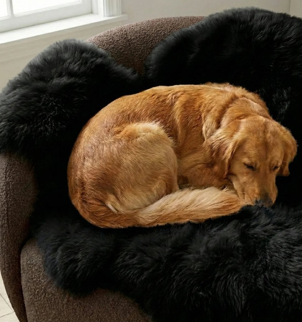 all dogs products all cats products all small animal products