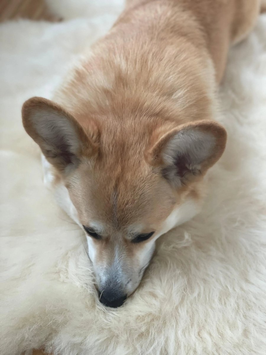 all dogs products all cats products all small animal products