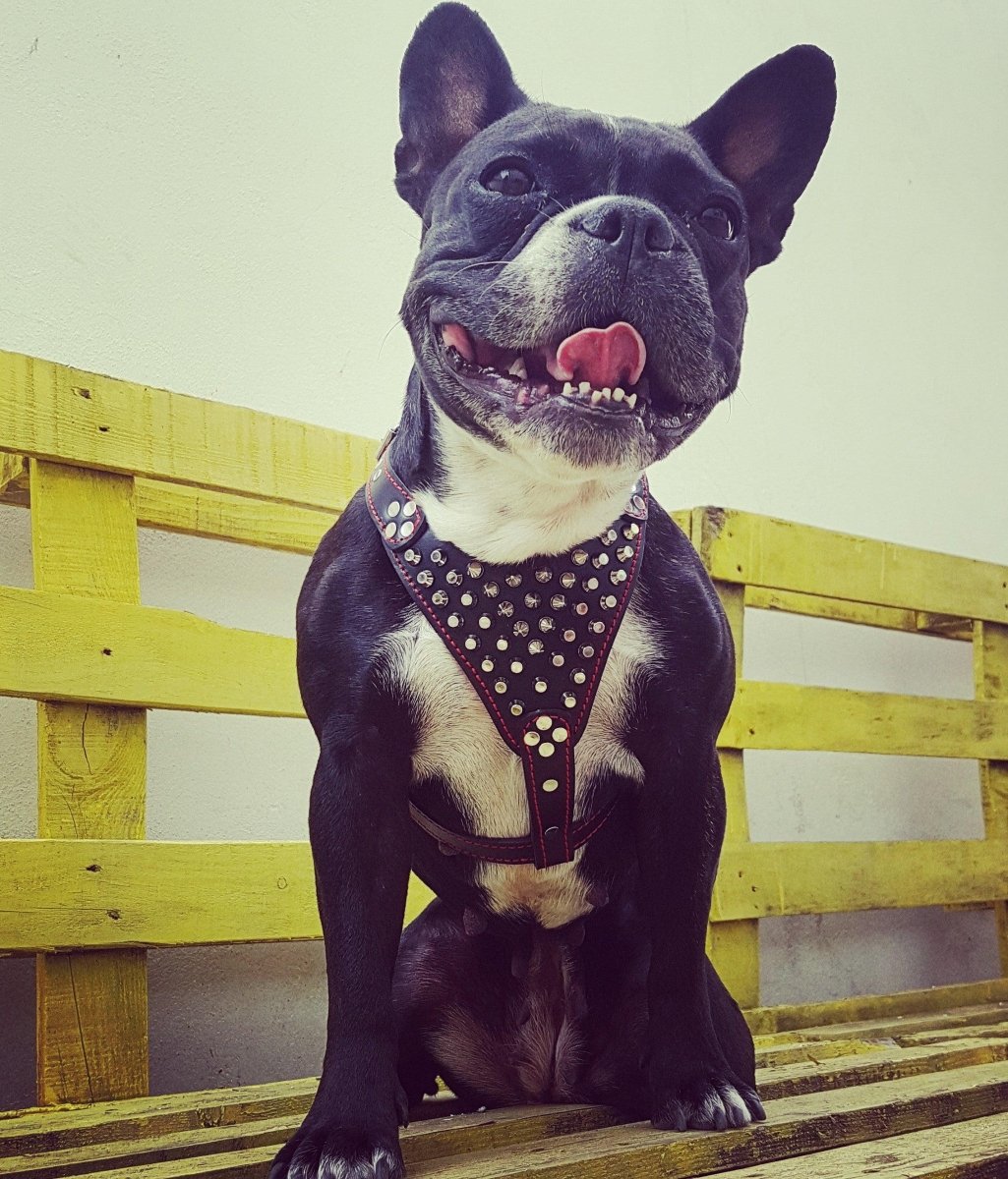 all dogs products all cats products all small animal products