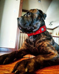 all dogs products all cats products all small animal products
