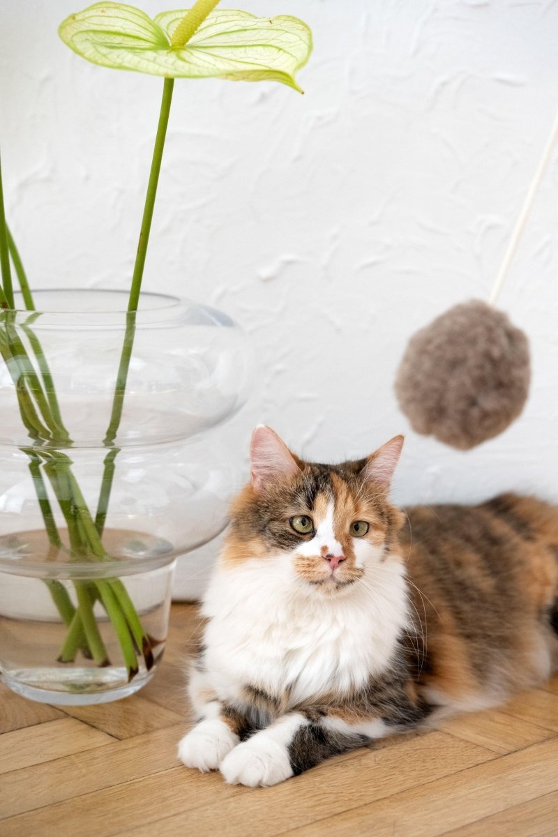 all dogs products all cats products all small animal products