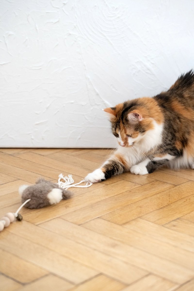 all dogs products all cats products all small animal products
